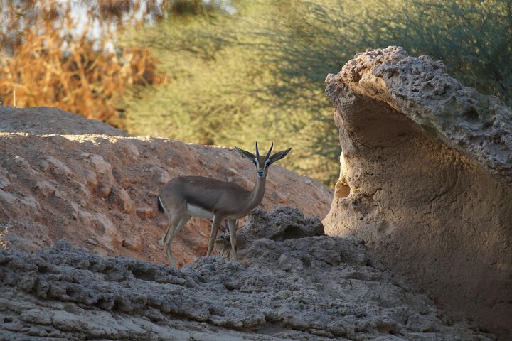 8 Hours Al Ain City Tour - Image 2