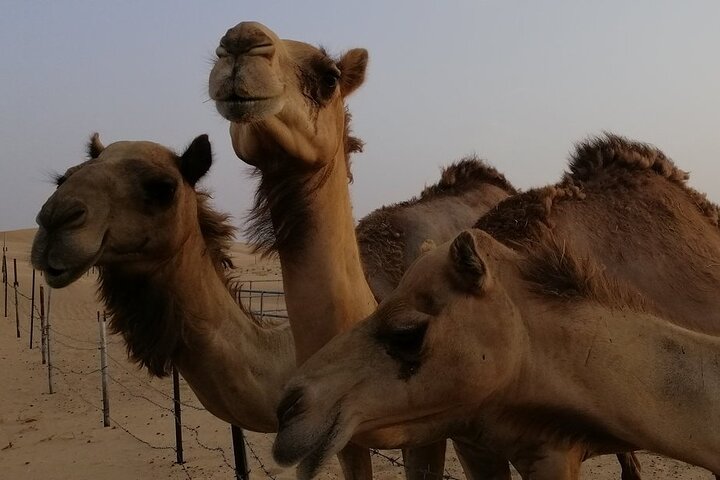 Abu Dhabi: 7-Hours Desert Safari with BBQ, Camel Ride & Sandboarding - Image 3