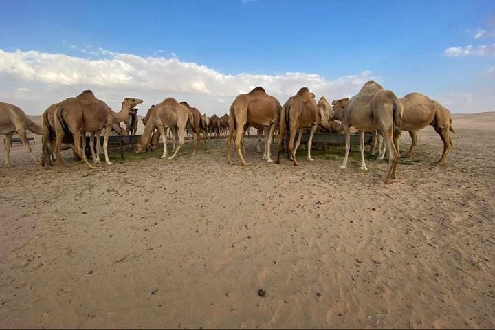 Abu Dhabi Desert Safari with BBQ Dinner,Sandboarding & Camel Ride - Image 5