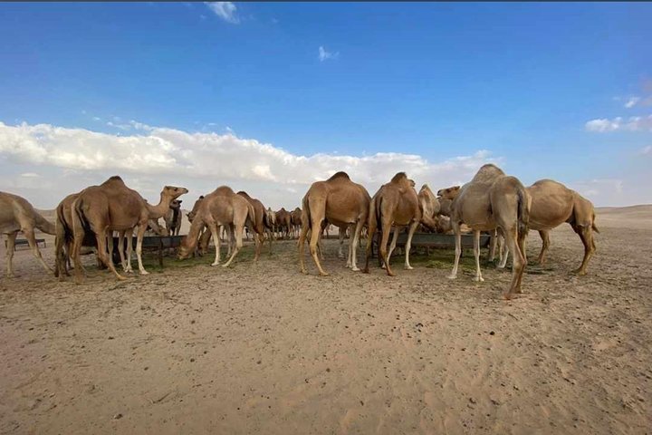 Abu Dhabi Morning Desert Safari,Dune Bashing,Sandboarding,Camel Riding&Quad Bike - Image 2