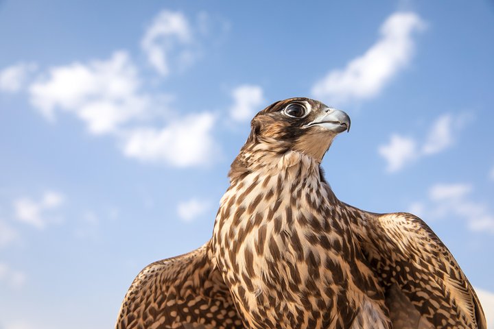 Amazing Abu Dhabi Evening Safari - Image 3