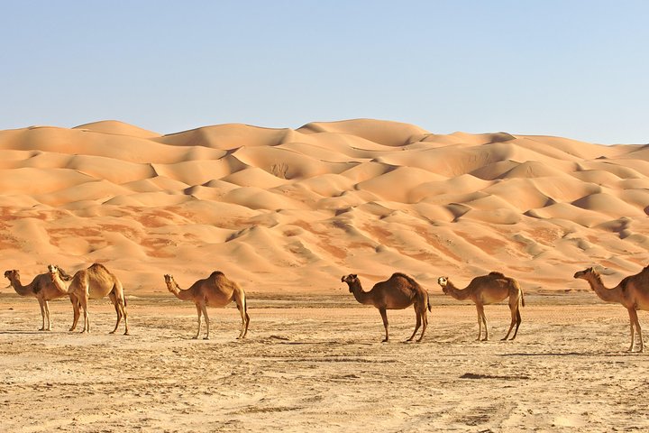 Explore Liwa Full Day Desert Safari - Image 4