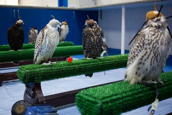 Falcon Hospital Tour - Image 3