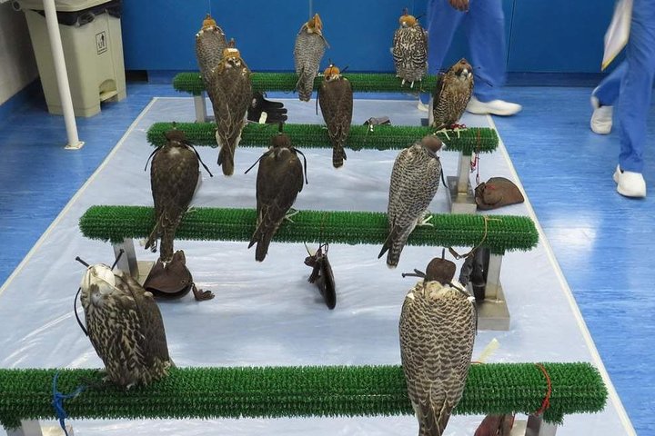 Falcon Hospital Tour - Image 2