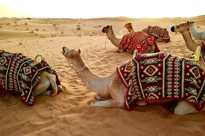 Half-Day Morning Desert Safari in Abu Dhabi - Image 4