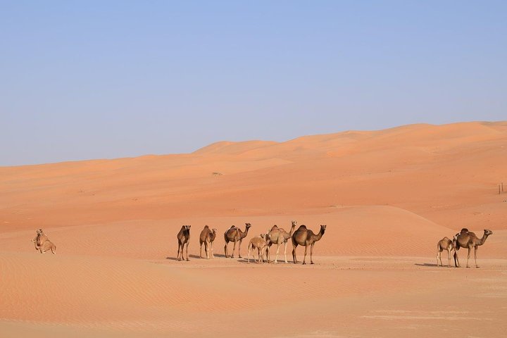 Liwa Over night Camping - The Empty Quarter Dunes (Tel Moreeb) with Meals  - Image 4