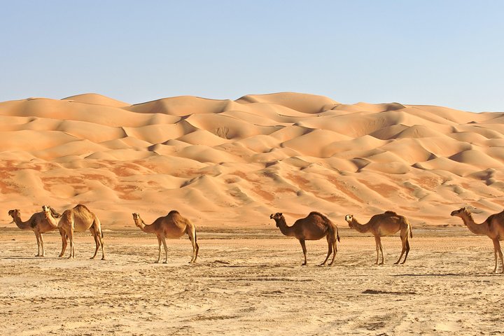 Private Liwa Full Day Desert Safari for Couples - Image 4