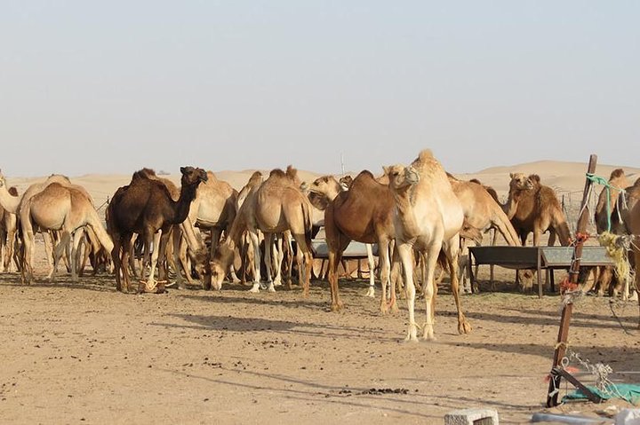 Private Liwa Full Day Desert Safari Tour with Lunch From Abu Dhabi - Image 4