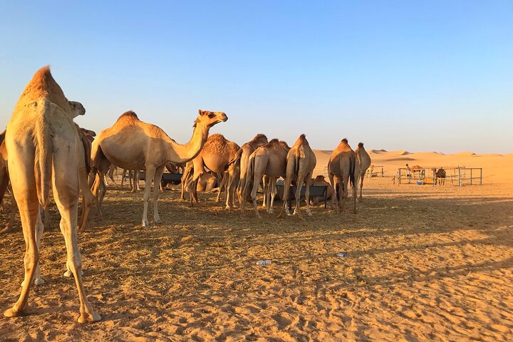 Private Sunrise Desert Safari Abu Dhabi - Image 5