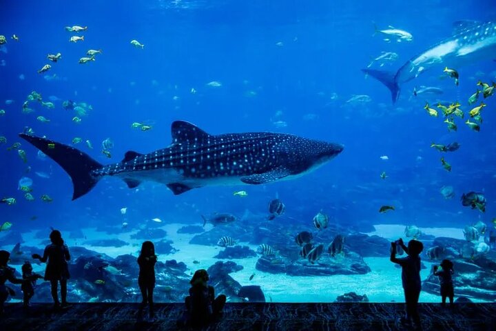 The National Aquarium Abu Dhabi Ticket - Image 3