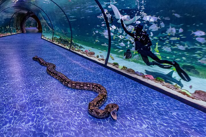The National Aquarium Abu Dhabi Ticket - Image 4