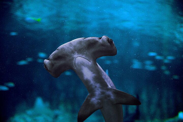 The National Aquarium Abu Dhabi Ticket - Image 5