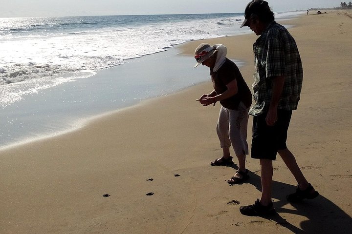 6Hr City Tour Cruise or Hotel Turtle Nesting High Diver & Market - Image 5