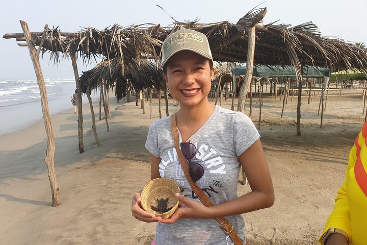 6Hr City Tour Cruise or Hotel Turtle Nesting High Diver & Market - Image 1