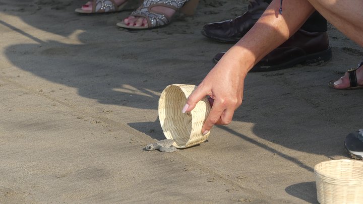 6Hr Cruise or Hotels City Tour, Divers, Baby Turtles Peace Chapel - Image 3