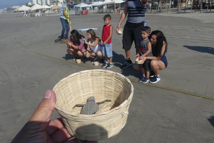 6Hr Cruise or Hotels City Tour, Divers, Baby Turtles Peace Chapel - Image 4