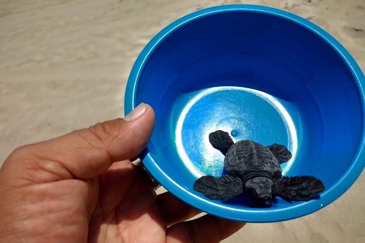 Baby Turtle Release And Horse Back Riding Tour - Image 1