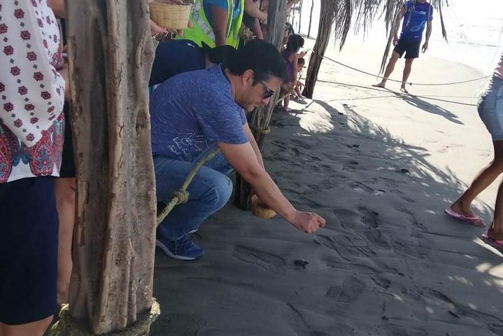 Baby Turtle Release And Horse Back Riding Tour - Image 3