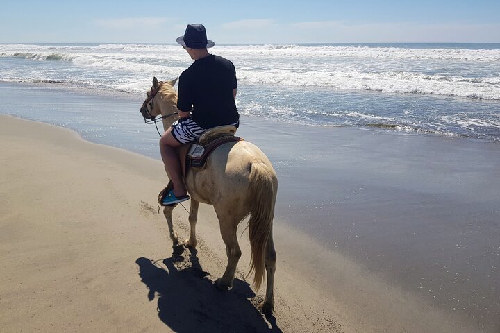 Boat Ride-Gentle Beach Beach Horseback Ride+Lunch-Crocs-Turtles - Image 4