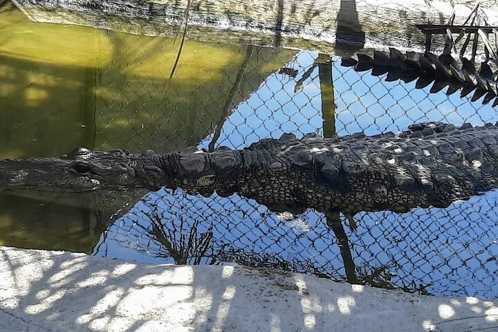 Boat Ride-Gentle Beach Beach Horseback Ride+Lunch-Crocs-Turtles - Image 2