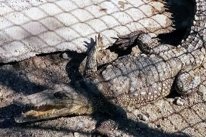 Boat Ride-Gentle Beach Beach Horseback Ride+Lunch-Crocs-Turtles - Image 5