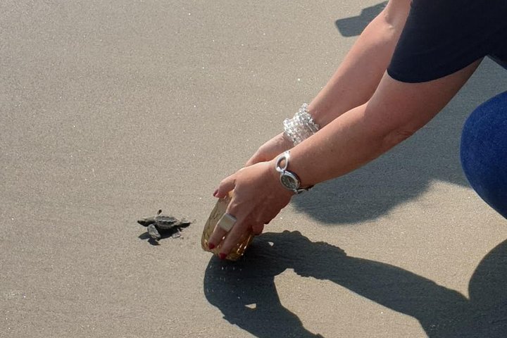 Combo 6 Hr Tour All City Highlights Divers Baby Turtle Release - Image 2