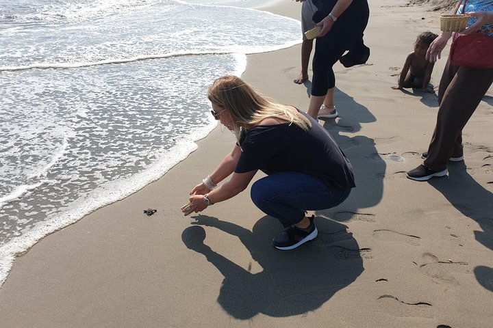 Combo 6 Hr Tour All City Highlights Divers Baby Turtle Release - Image 3
