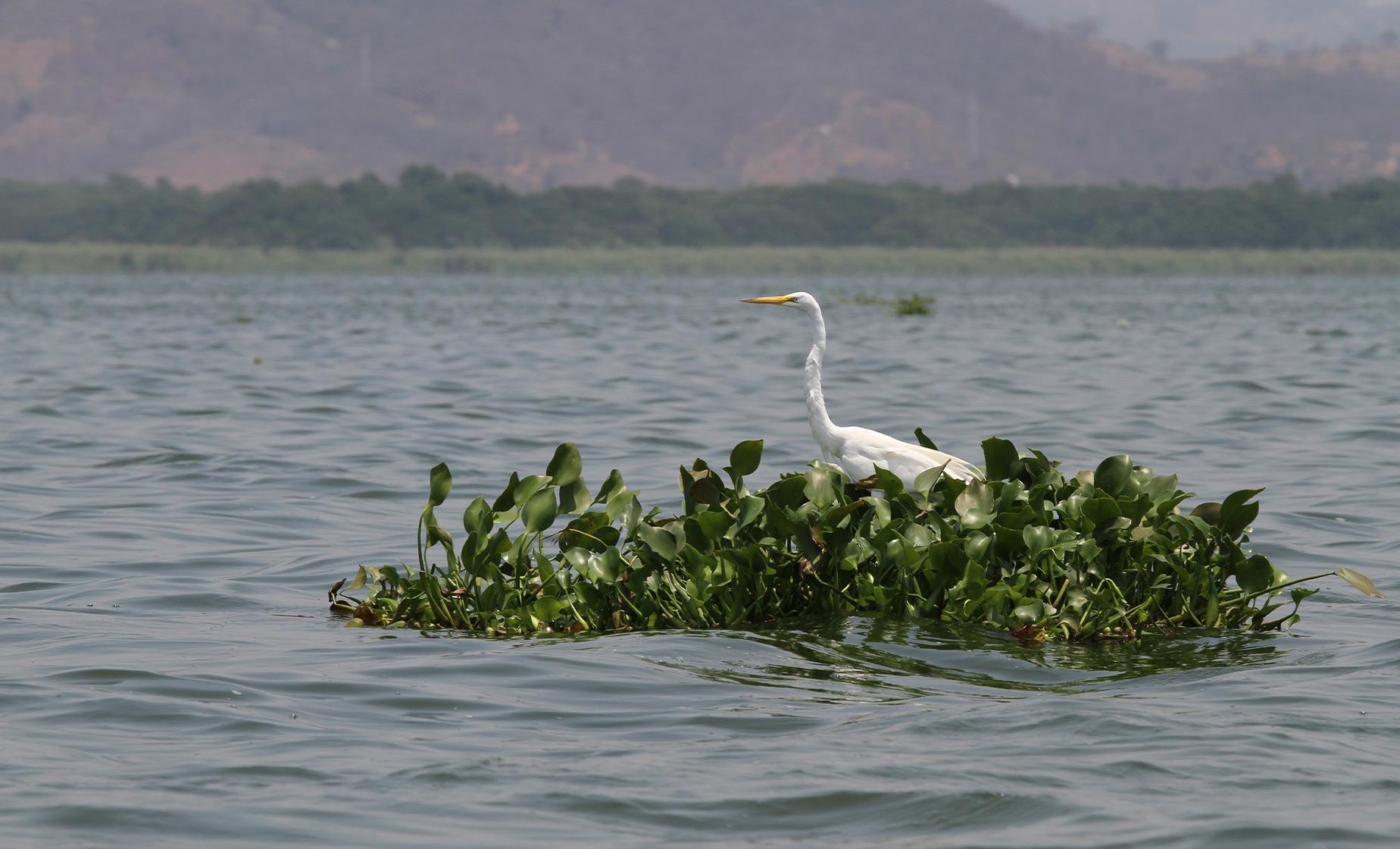 Coyuca Lagoon - Image 1