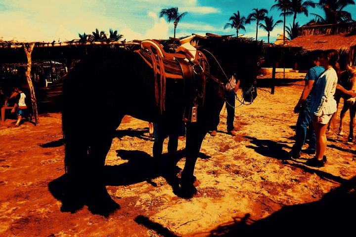 Horse Back Riding And Baby Turtle Camp Visit - Image 4