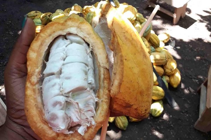1 Day cocoa farm tour - Image 1