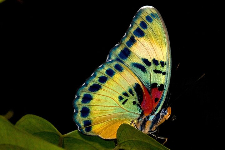 14 Day Ghana Butterfly Tour - Image 1