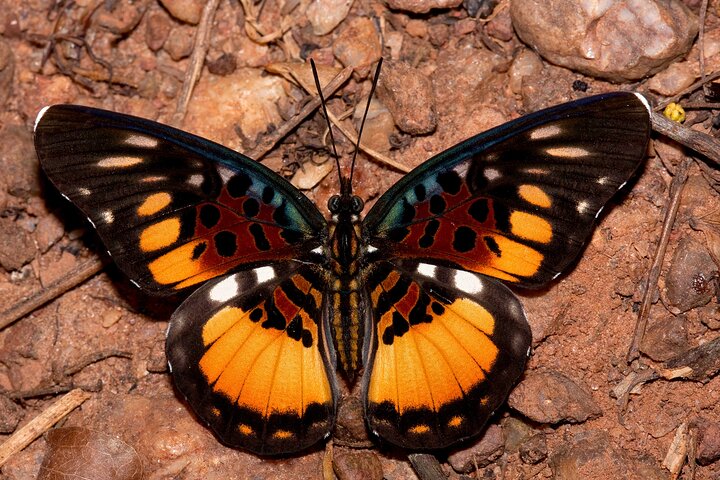 14 Day Ghana Butterfly Tour - Image 5