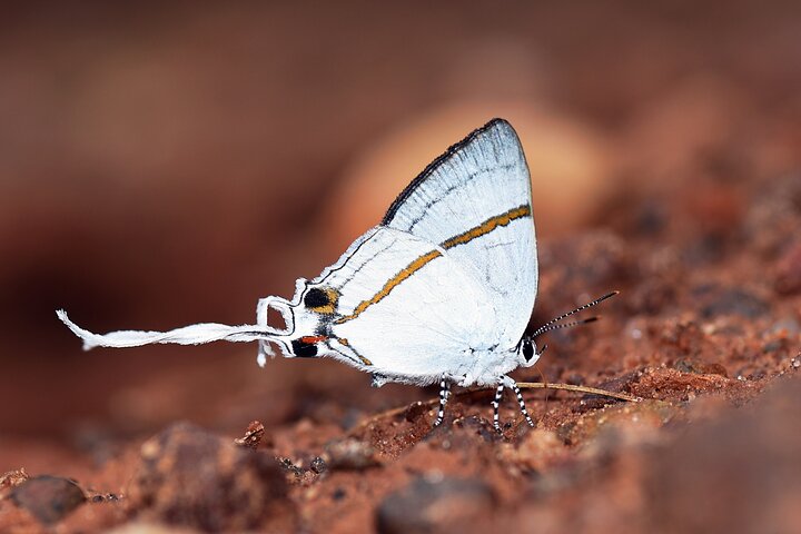 14 Day Ghana Butterfly Tour - Image 2
