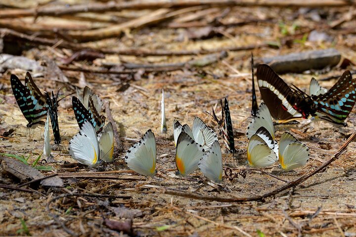 14 Day Ghana Butterfly Tour - Image 3