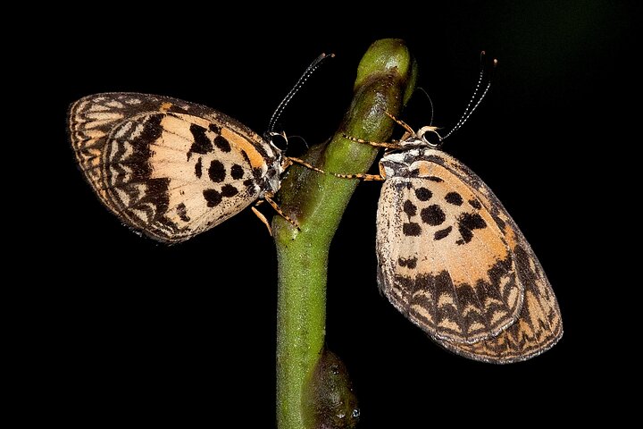 14 Day Ghana Butterfly Tour - Image 4