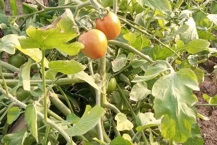 Village Experience in Ghana - Image 4