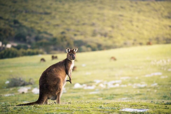 3-Day Kangaroo Island Adventure Tour - Image 1