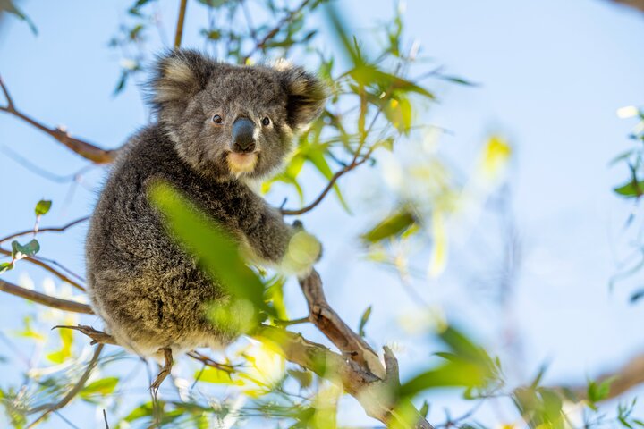 3-Day Kangaroo Island Adventure Tour - Image 3