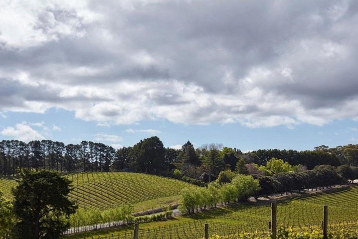 Adelaide Hills Full Day Winery Tour with Tastings - Image 2