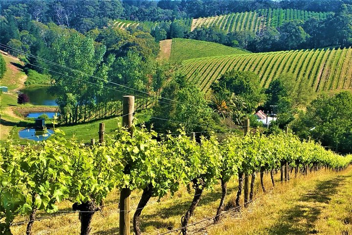 Adelaide Hills Private Day Tour - Image 1