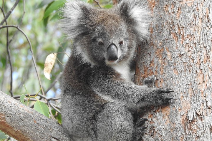 Adelaide Hills Private Day Tour - Image 2