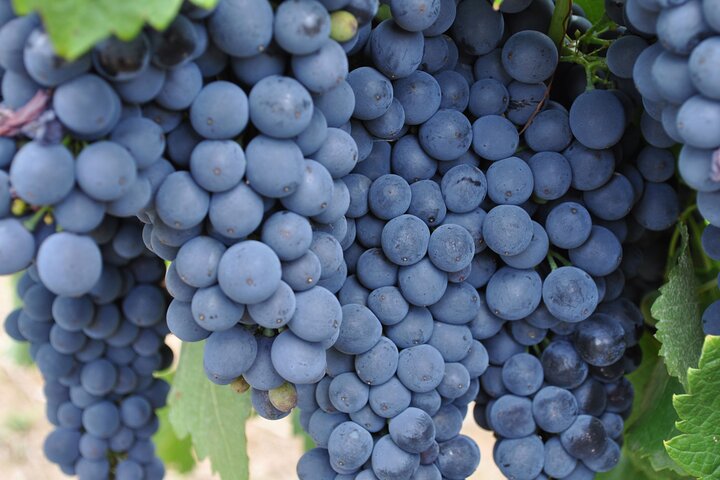 Barossa and Hahndorf Wine Tasting and Sightseeing Tour - Image 4