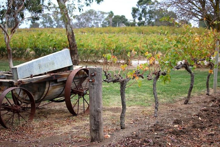 Maggie Beer Farm - Barossa Valley Regional Tour - Image 3