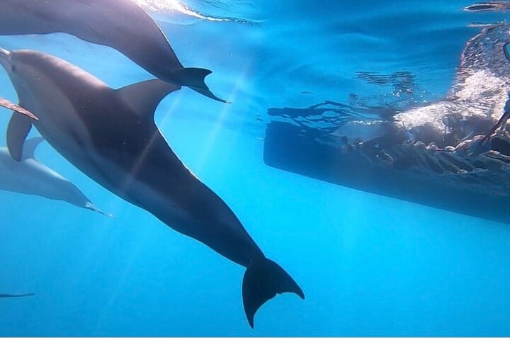 Wild Dolphin Swim Cruise - Image 3