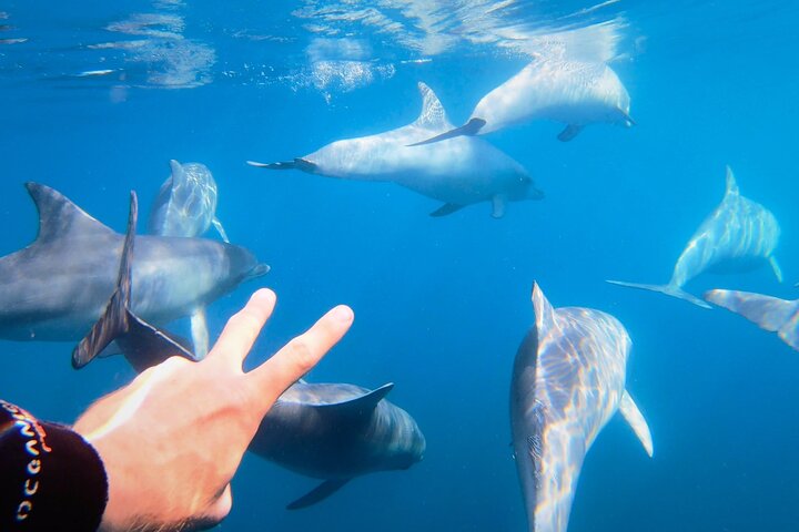 Wild Dolphin Swim Cruise - Image 1