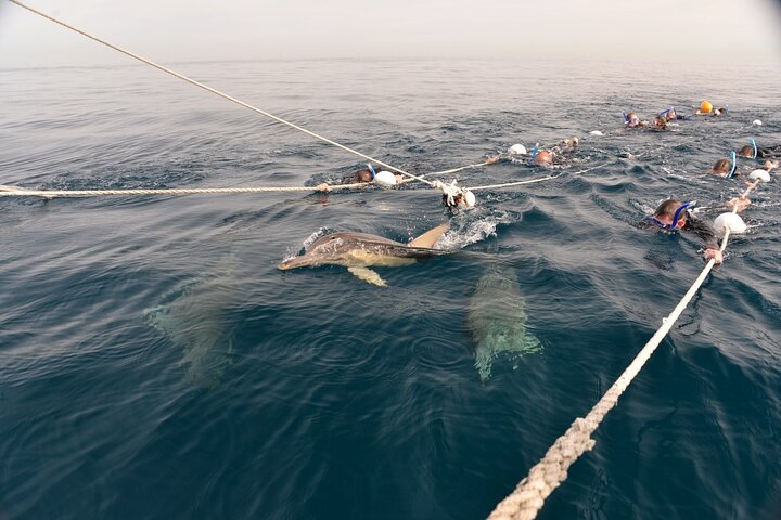 Wild Dolphin Swim Cruise - Image 2