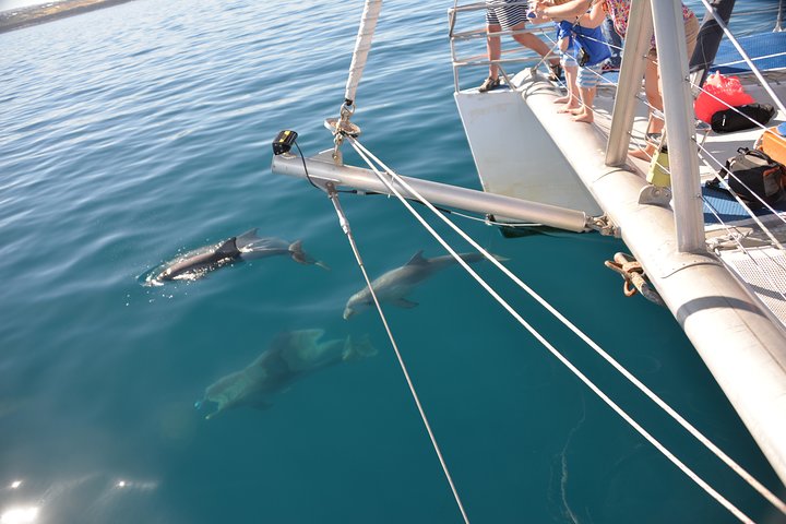 Wild Dolphin Watch Cruise - Image 3