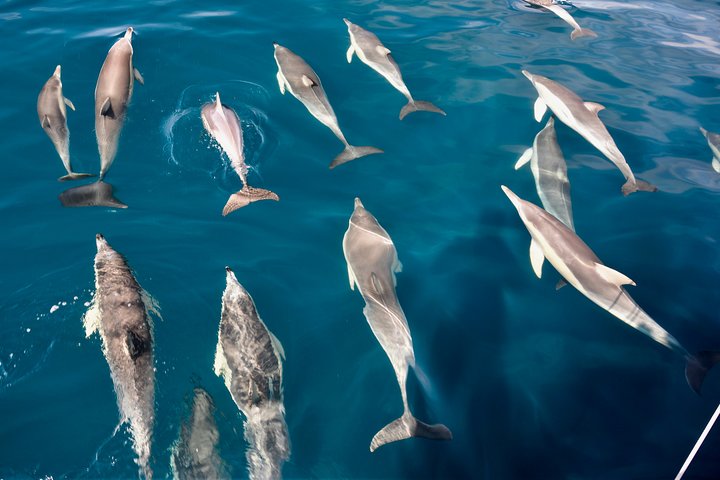 Wild Dolphin Watch Cruise - Image 4