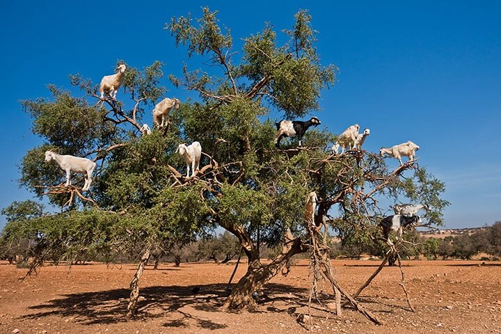 2 Day 1 Night Trip to Marrakech from Agadir  - Image 2
