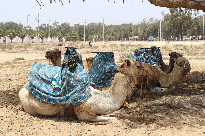 2 Hours Camel Ride In Agadir - Image 1